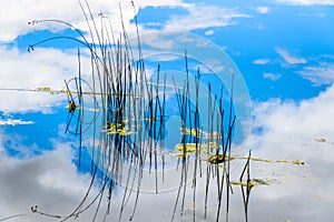 Reeds in Trapp Lake with Blue Sky and Clouds reflection on the smooth water surface