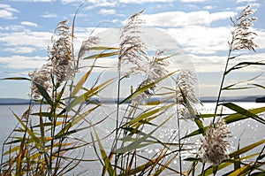 Reeds at Tuggerah Lake photo