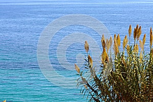 reeds with turquoise sea of â€‹â€‹Corfu in Greece as a background