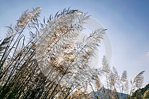 Reeds under blue sky and white clouds