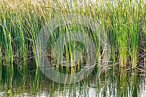 Reeds and vegetation in the water, autumn wild nature background