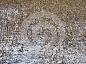 Reeds are waiting the birds to come and also the spring to come