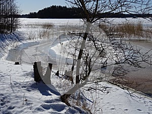 Reeds are waiting the spring to come