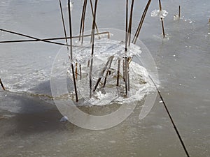 Reeds are waiting the spring to come