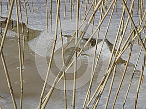 Reeds are waiting the spring to come