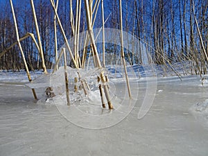 Reeds are waiting the spring to come