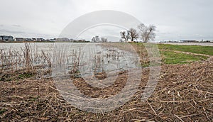 Reeds washed ashore during the high water level in a Dutch river