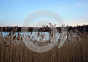 Reeds and Water