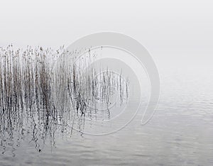 Reeds and water