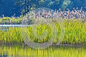 Reeds in the water edge
