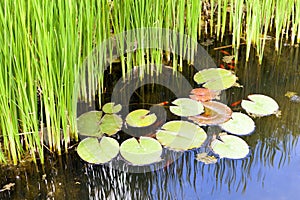 Reeds and water lilies in the garden pond.