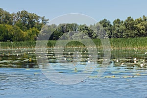 Reeds with water lilies on the lake, overgrown river bank