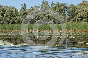 Reeds with water lilies on the lake, overgrown river bank