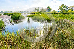 Reeds and Water Lilies in the River