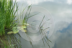 reeds and water lilies on the water