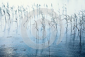 Reeds in the water