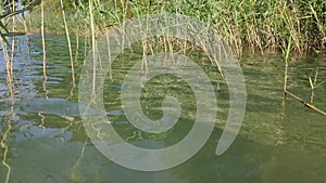 Reeds in the water in sunny weather. Reflection of reeds in the lake, with small waves.