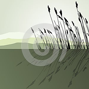 Reeds in the water - vector photo