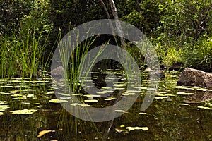 Reeds and waterlilies in a tropical creek