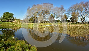 Reeds with weaver nests reflected in a pond