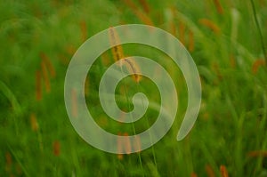 Reeds, weeds or weeds Is a kind of sharp leafy grass
