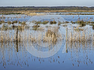 Reeds and wetlands at St Aidans Nature Park, West Yorkshire, England