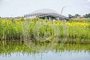 Reeds, wildflowers and concrete bridge