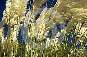 Reeds in the wind photo