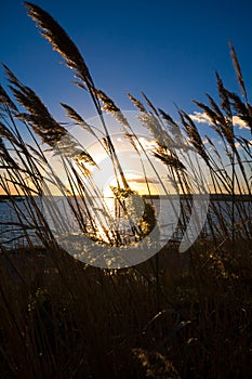 Reeds in the wind