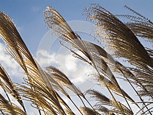 Reeds in the wind