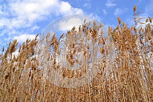 Reeds in the wind