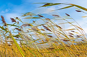 Reeds in the wind photo