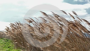 Reeds on windy day