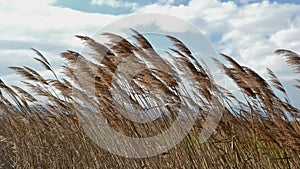 Reeds on windy day