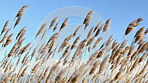 Reeds on windy day