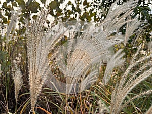 Reeds in winter