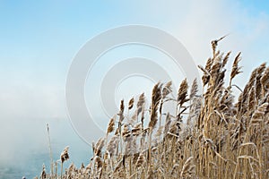 Reeds in winter, beautiful winter background