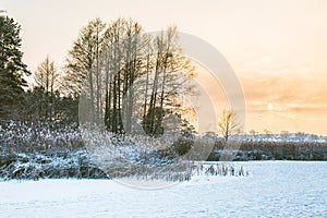 Reeds in winter frost and lake