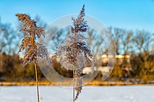 Reeds in winter in Ilmenau, Thuringia on the Lake