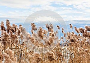 Reeds  in winter at the lake Balaton. Hungary, Bbalatonfured