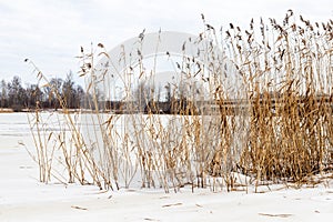 Reeds at winter near frozen river.