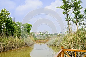 Reedy lake in sunny spring