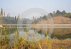 Reedy weedy river shore with riverside footbridge in background