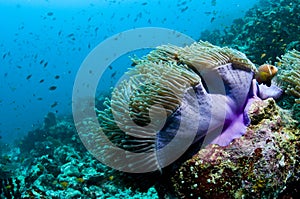 Reef and anemone with fish, Maldives, Indian Ocean