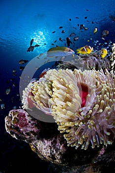 Reef and anemone with fish, Red Sea, Egypt