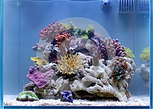 Reef aquarium