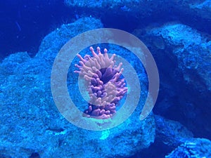 Reef aquarium Actiniaria photo