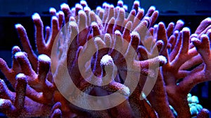 Reef aquarium sps coral scene
