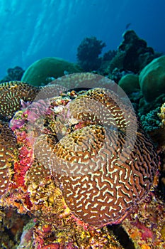 Reef Building Coral, South Ari Atoll, Maldives