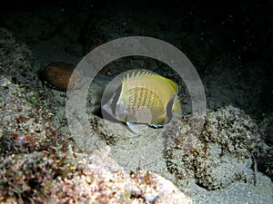 Reef Butterflyfish